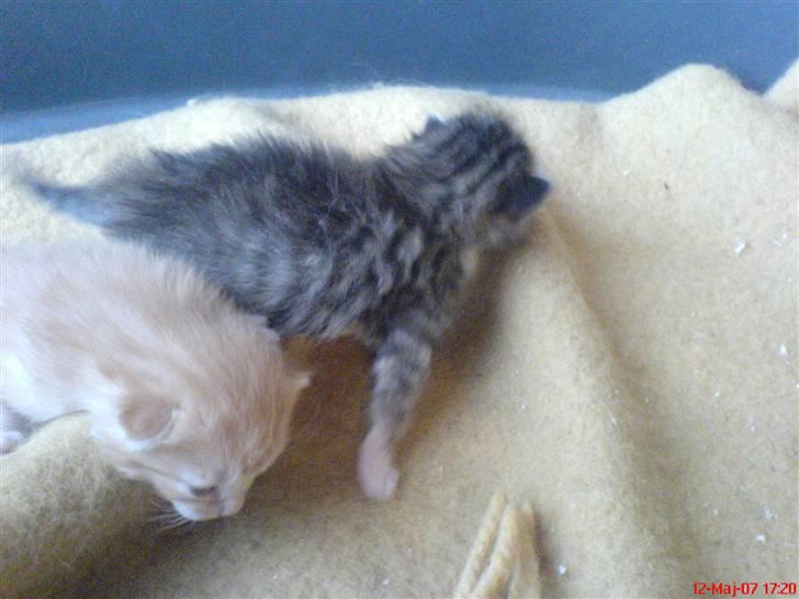 Huskat Garfield  "Savnet" billede 8