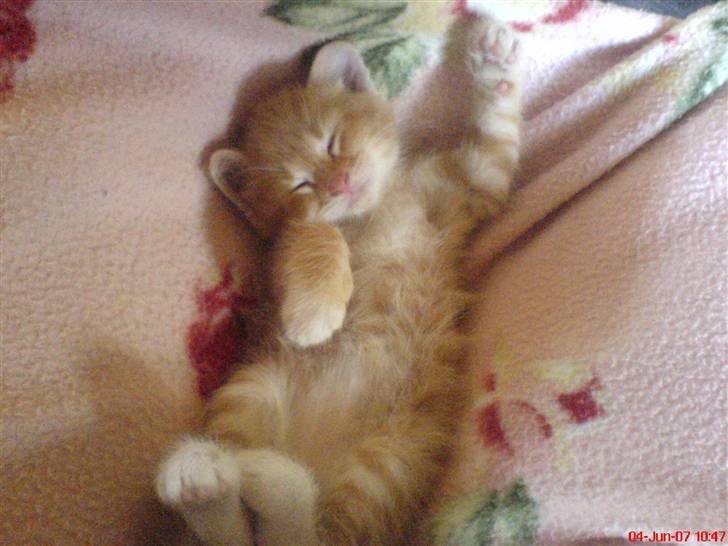 Huskat Max <3 Savnet 4-ever<3 billede 1