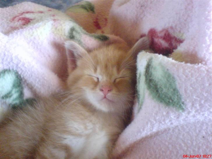 Huskat Max <3 Savnet 4-ever<3 billede 2