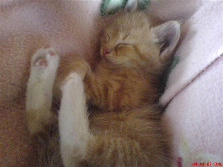 Huskat Max <3 Savnet 4-ever<3 billede 3