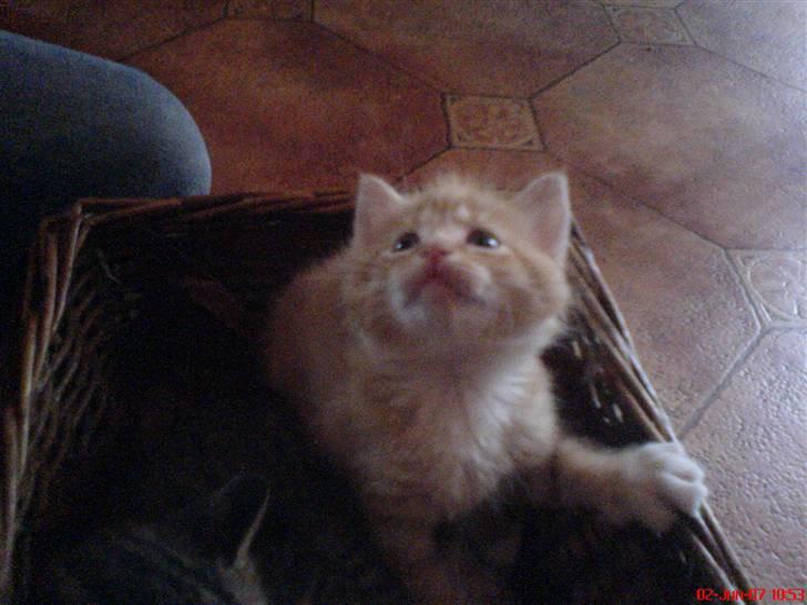 Huskat Max <3 Savnet 4-ever<3 billede 4