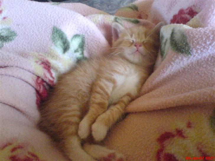 Huskat Max <3 Savnet 4-ever<3 billede 5