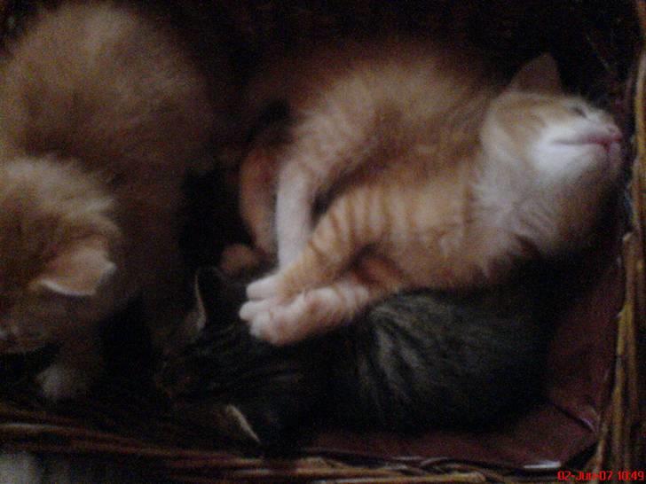 Huskat Max <3 Savnet 4-ever<3 billede 6