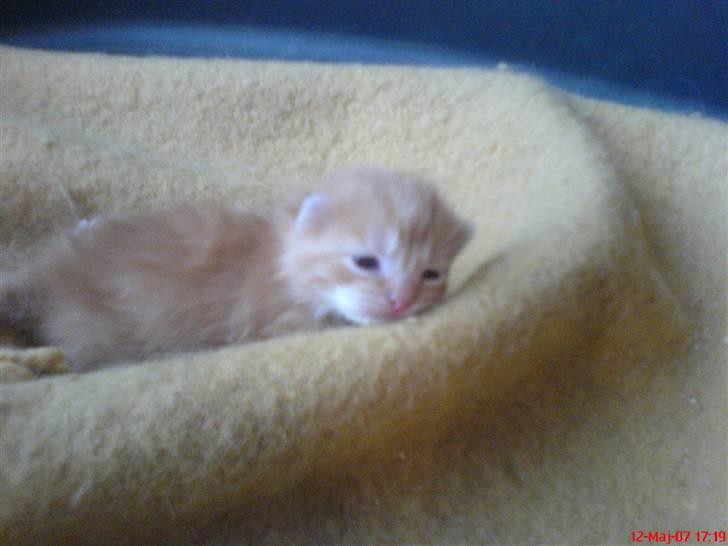 Huskat Max <3 Savnet 4-ever<3 billede 7