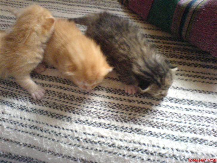 Huskat Max <3 Savnet 4-ever<3 billede 8