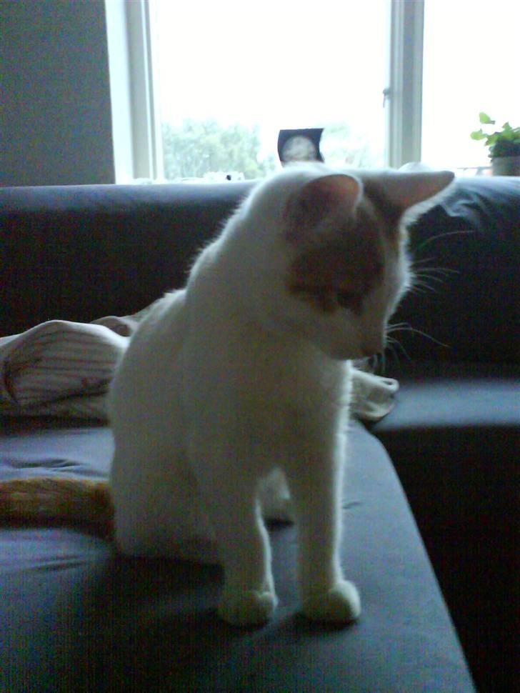 Huskat Krusty billede 1