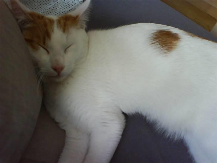 Huskat Krusty billede 2