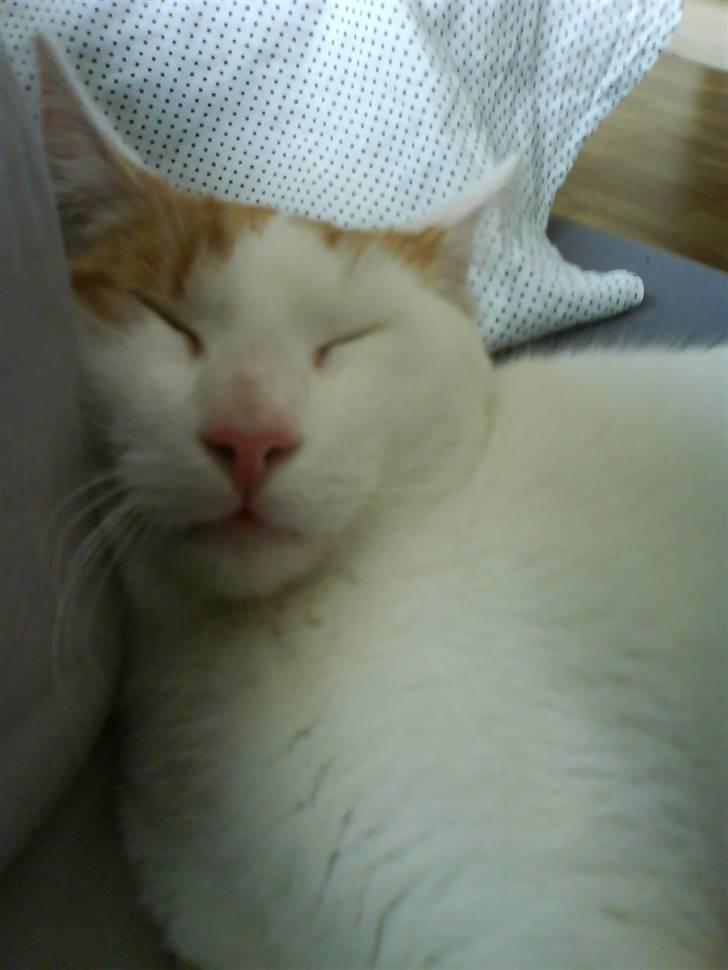 Huskat Krusty billede 3