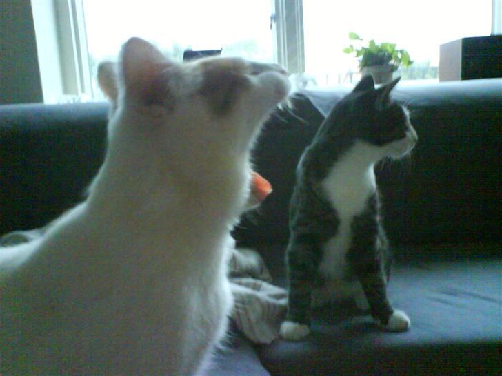 Huskat Krusty billede 4