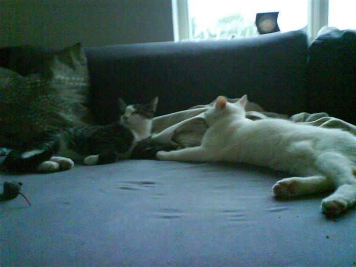 Huskat Krusty billede 5