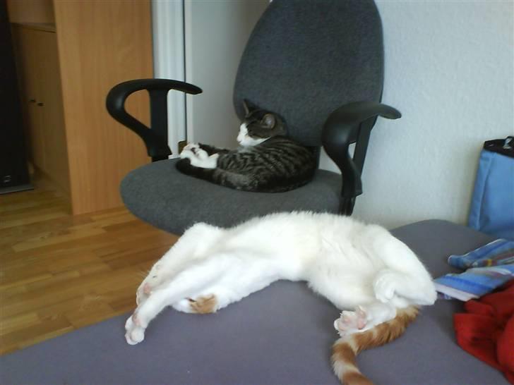 Huskat Krusty billede 6