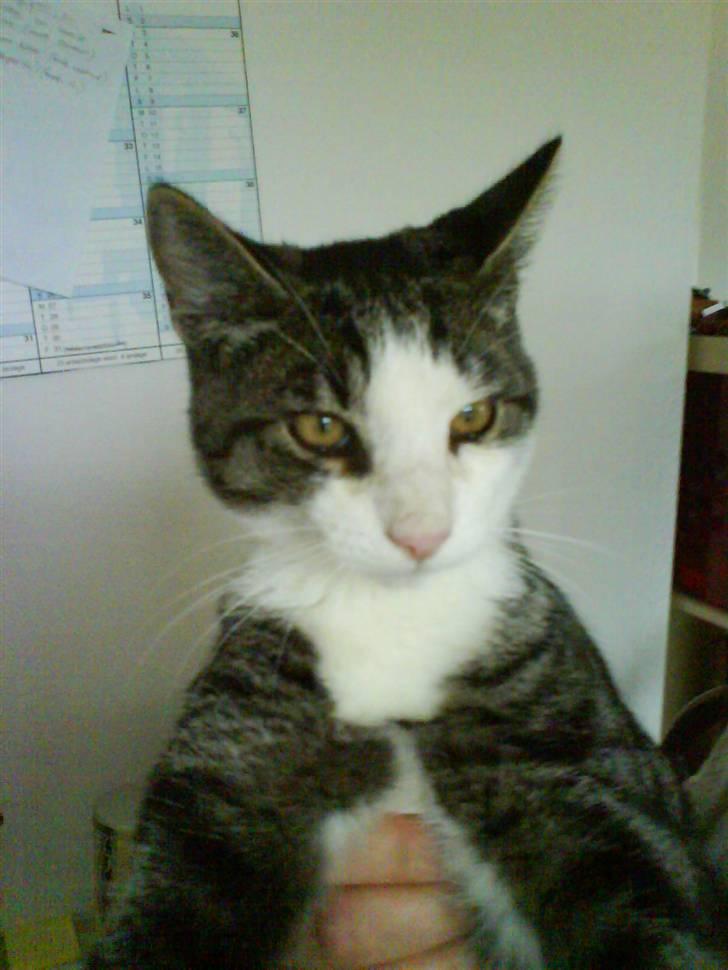 Huskat Bob billede 1