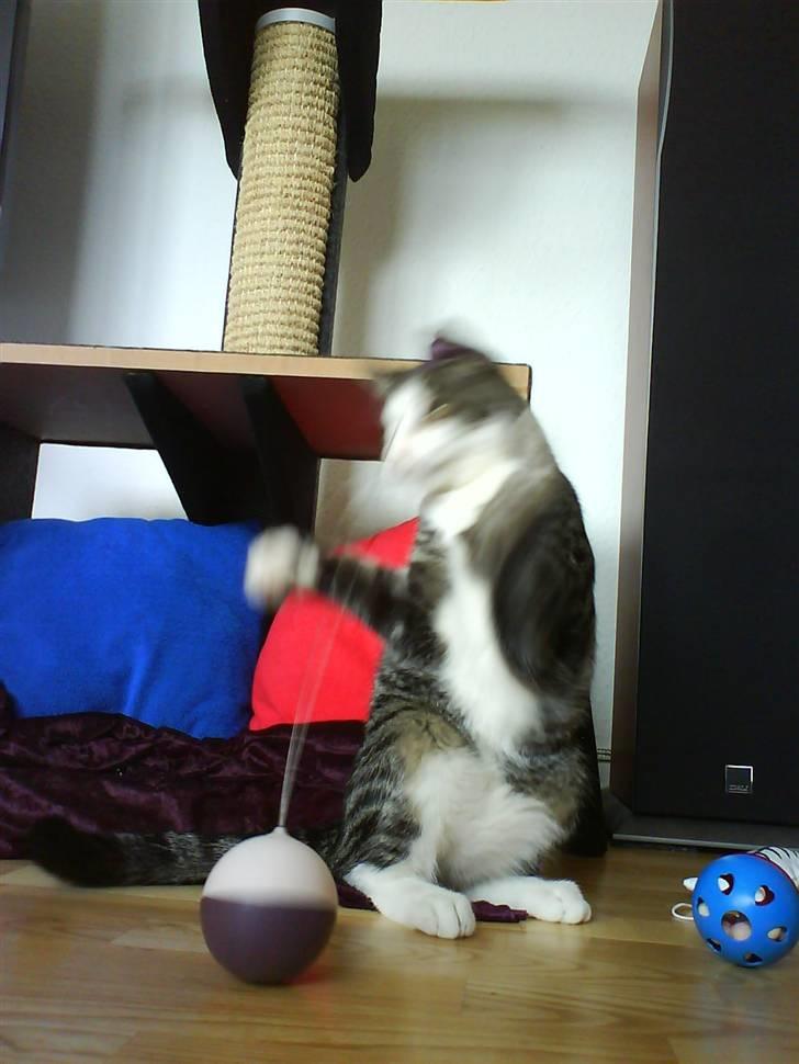 Huskat Bob billede 2