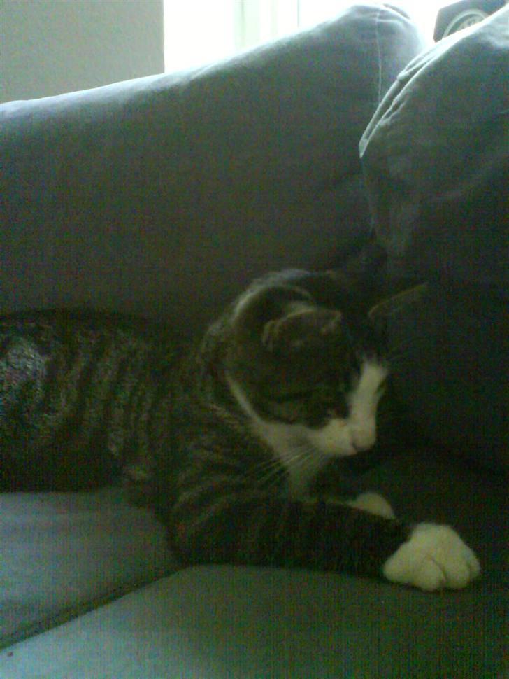 Huskat Bob billede 3