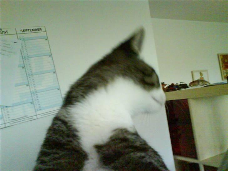 Huskat Bob billede 4