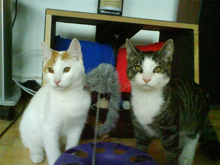 Huskat Bob billede 5