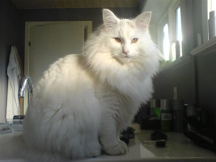 Blanding af racer Fnug - løve mis :D<3 billede 17