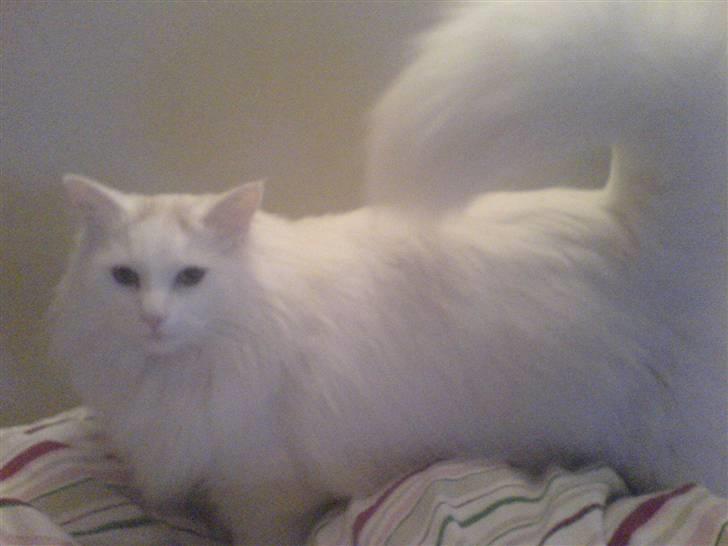 Blanding af racer Fnug billede 18