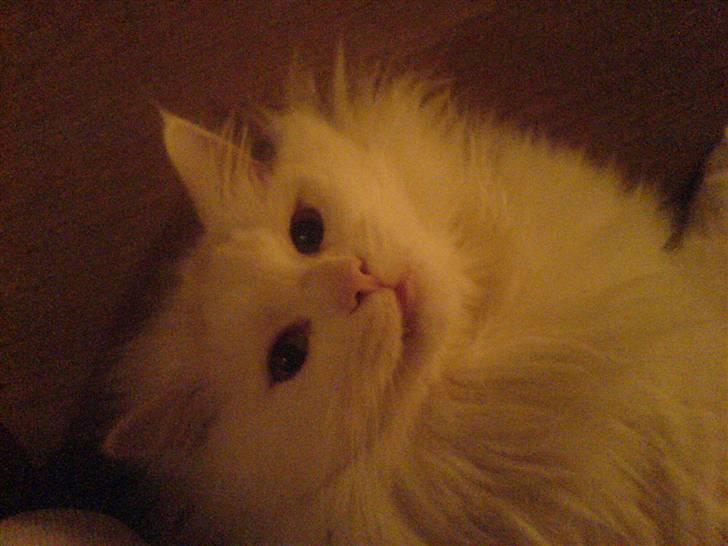 Blanding af racer Fnug billede 19