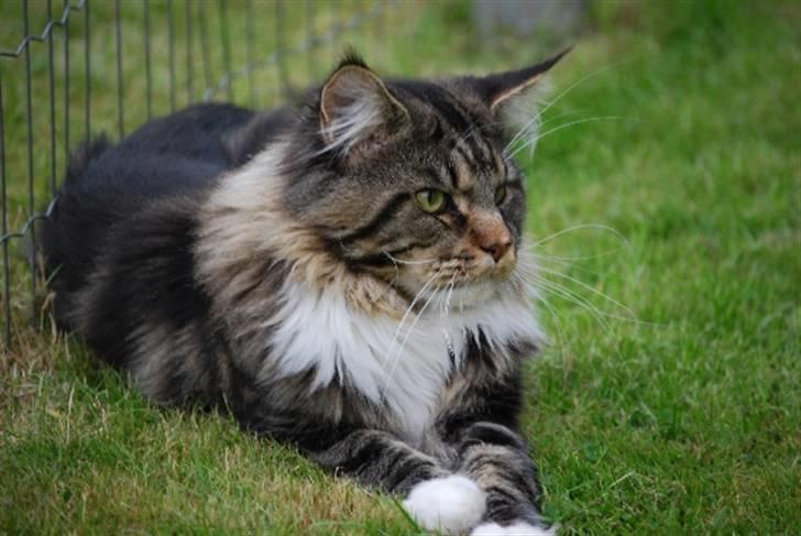 Maine Coon Sirius billede 6