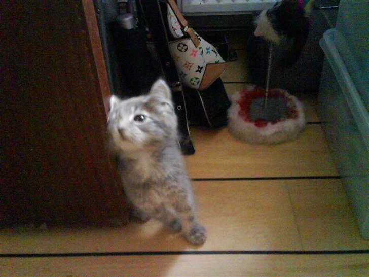 Maine Coon Miss Mini Grå (kaldt Mini - Døren er min nye bedste nusseven :-) billede 6