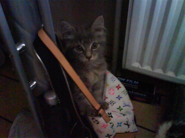 Maine Coon Miss Mini Grå (kaldt Mini - Selvfølgelig kan jeg li tasker.. jeg er vel en pige ;-) billede 7