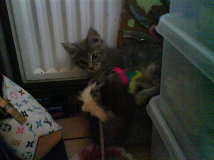 Maine Coon Miss Mini Grå (kaldt Mini - Her ligger jeg lige og kigger på min mus på pind som jeg er helt vild med  billede 8