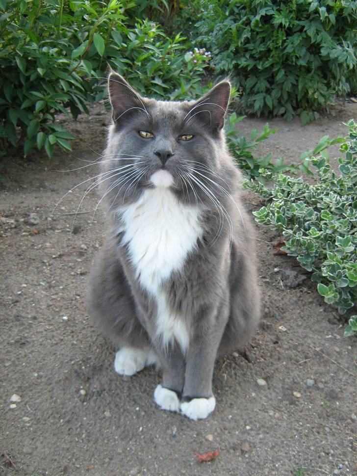 Blanding af racer  NFO/MCO Mega ( Mikkel ) - 08.07.08.Smukke Mega;o) billede 1