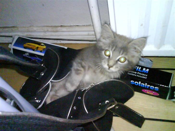 Maine Coon Miss Mini Grå (kaldt Mini - Mor har en dejlig stor taske man kan putte i billede 9