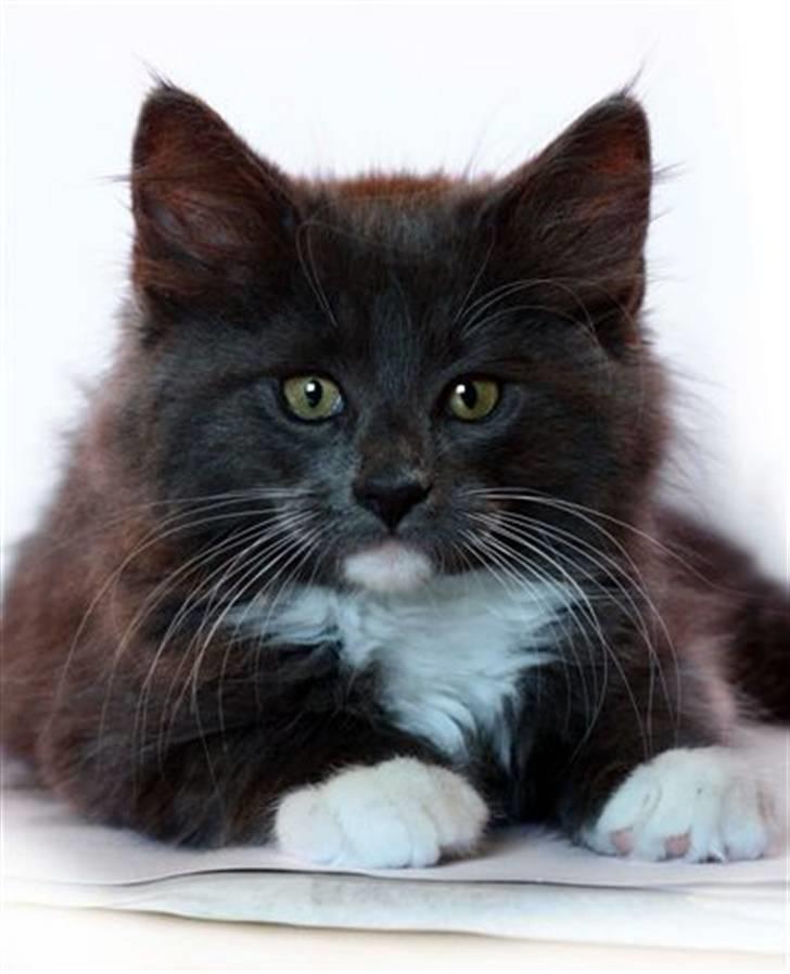 Blanding af racer  NFO/MCO Mega ( Mikkel ) - Charmetrolden.. billede 2