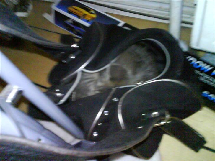 Maine Coon Miss Mini Grå (kaldt Mini - Borte borte  billede 10