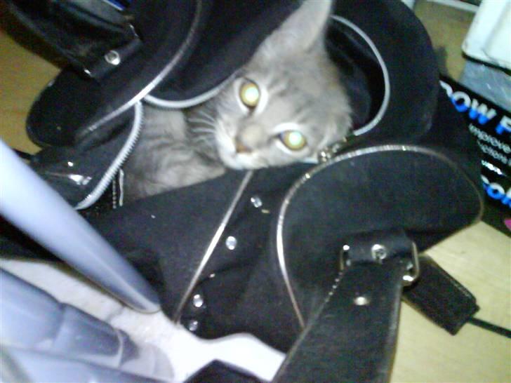 Maine Coon Miss Mini Grå (kaldt Mini - Tit Tit :-D billede 11