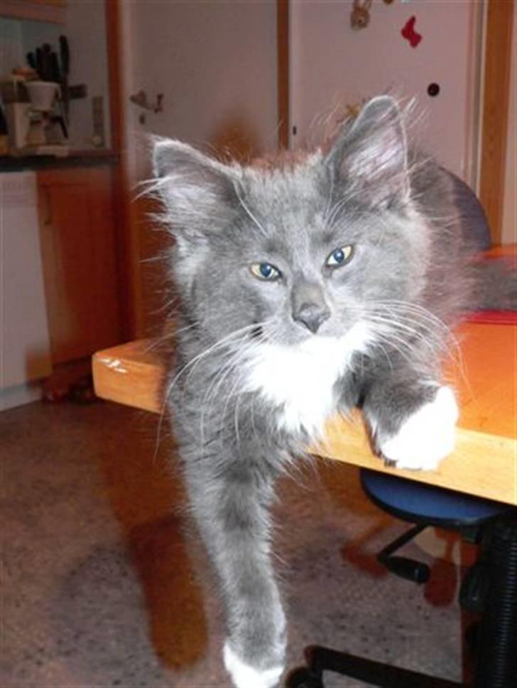 Blanding af racer  NFO/MCO Mega ( Mikkel ) - Lidt skeløjet *GG* billede 3