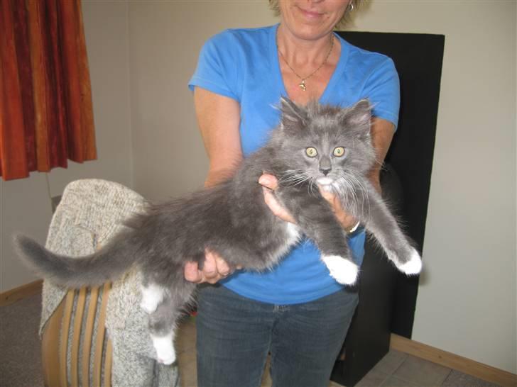 Blanding af racer  NFO/MCO Mega ( Mikkel ) - 10 uger og er allerede en stor dreng ;o) billede 4