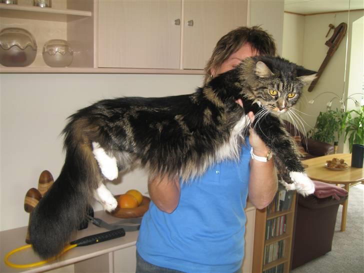 Blanding af racer  NFO/MCO Mega ( Mikkel ) - Min smukke mor og bagved min dejlige mormor ;o) billede 5