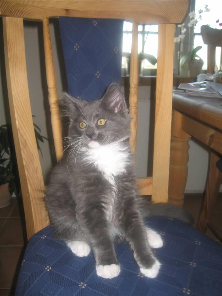 Blanding af racer  NFO/MCO Mega ( Mikkel ) - Er lige kommet hjem og har udset sig *sin stol* billede 6