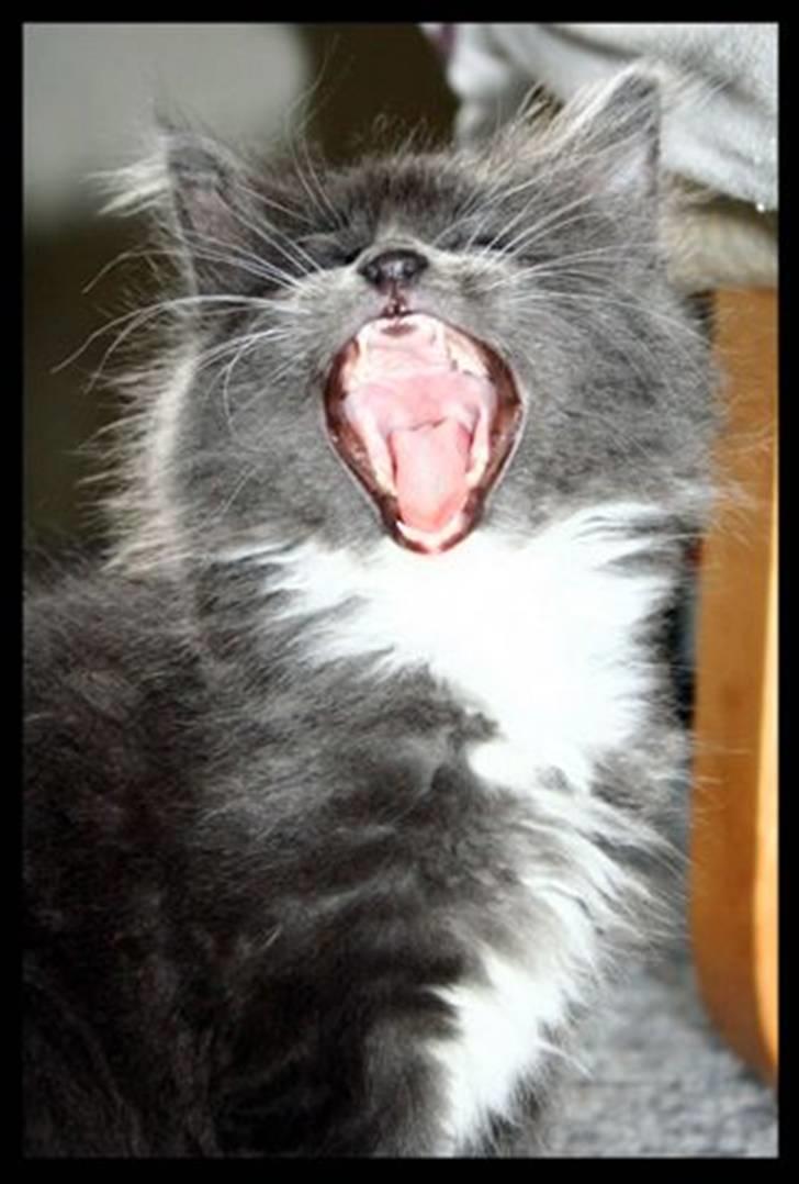 Blanding af racer  NFO/MCO Mega ( Mikkel ) - Gaaaaaaaaaaaab,så er det vist tid til en lur. billede 7