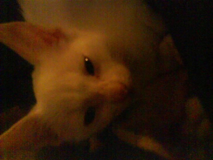 Blanding af racer Malik billede 1