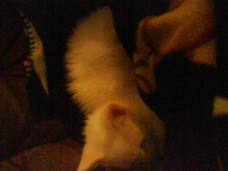 Blanding af racer Malik billede 2