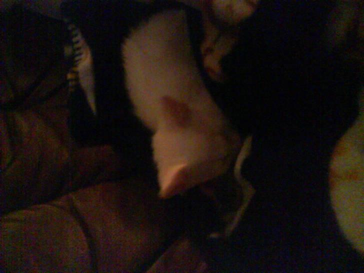 Blanding af racer Malik billede 3