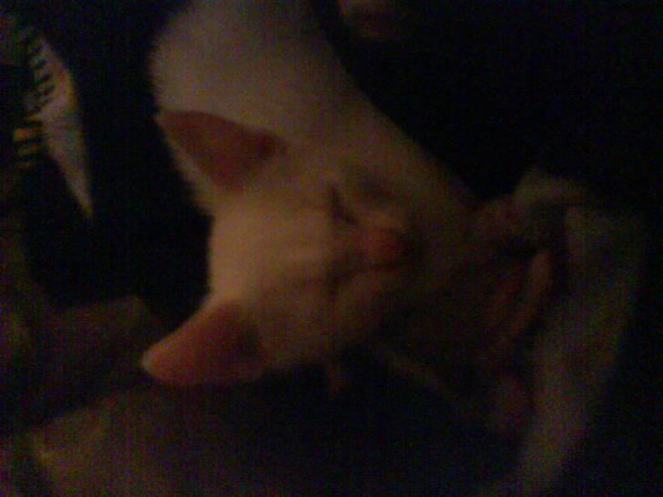 Blanding af racer Malik billede 4