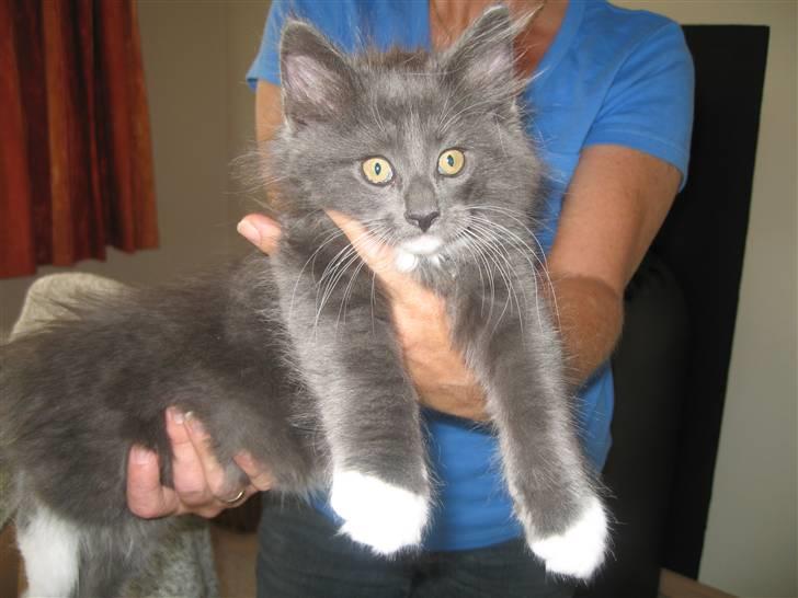 Blanding af racer  NFO/MCO Mega ( Mikkel ) - *Hænger her* ...øhhhhhhhh...sætter du mig snart ned ? billede 8