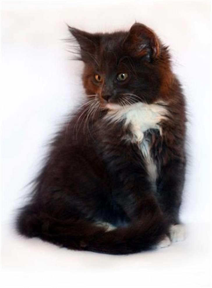 Blanding af racer  NFO/MCO Mega ( Mikkel ) - Kan da godt sidde lidt og lege model ;o) Godt skudt Line ;o) billede 9