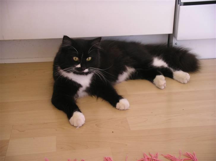 Blanding af racer Soffi - Så dejlig er man, når man er 8 mdr. billede 1