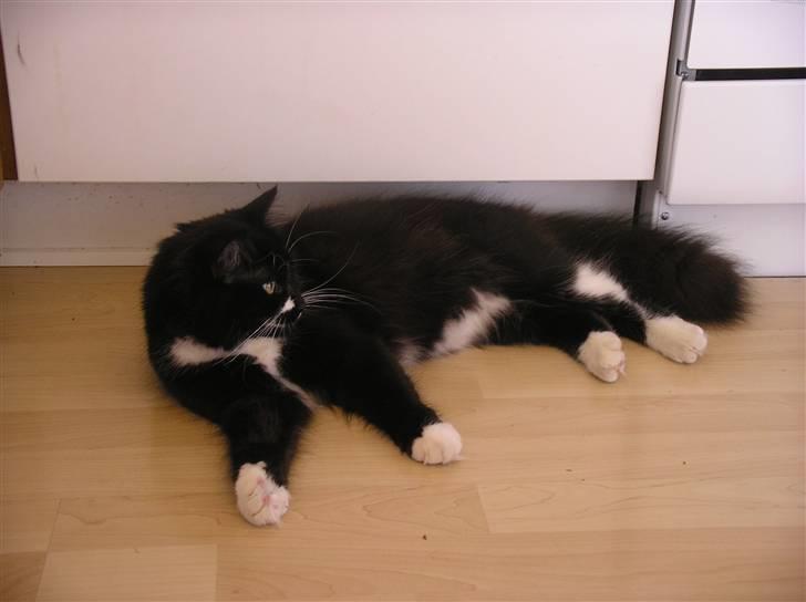 Blanding af racer Soffi billede 2