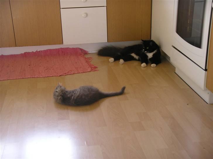 Blanding af racer Soffi billede 3