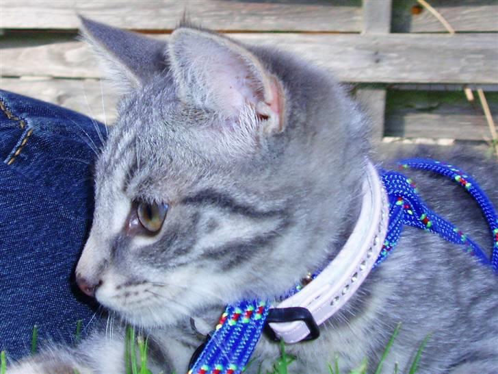 Huskat Toddie | Død :'/ - Ude i haven (: 14 uger billede 19