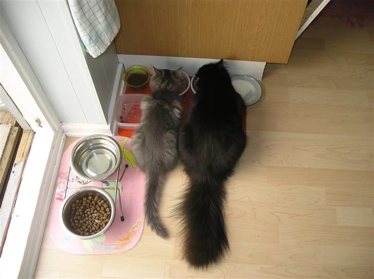 Blanding af racer Soffi billede 4