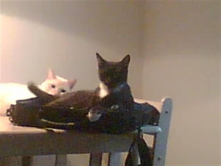 Huskat freja r.i.p. 29/8 08 - kommer jeg med hvis jeg ligger her billede 7