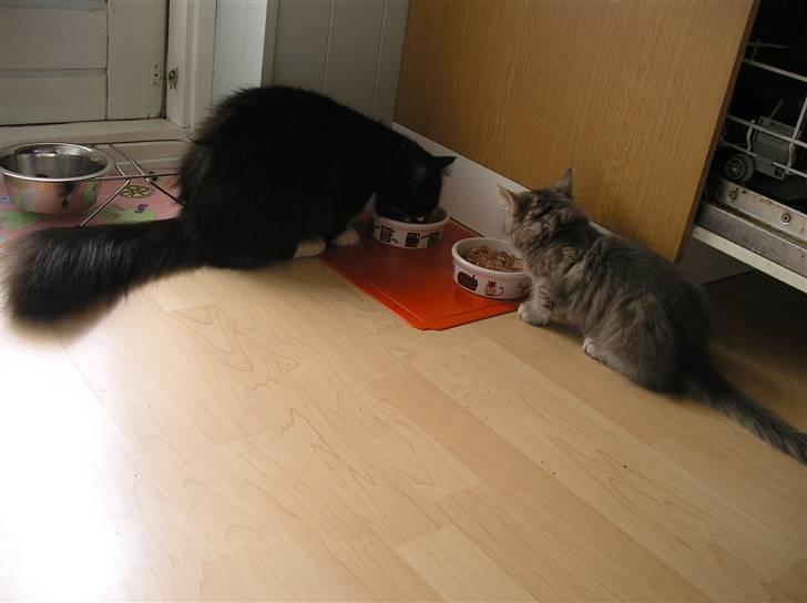 Blanding af racer Soffi billede 5